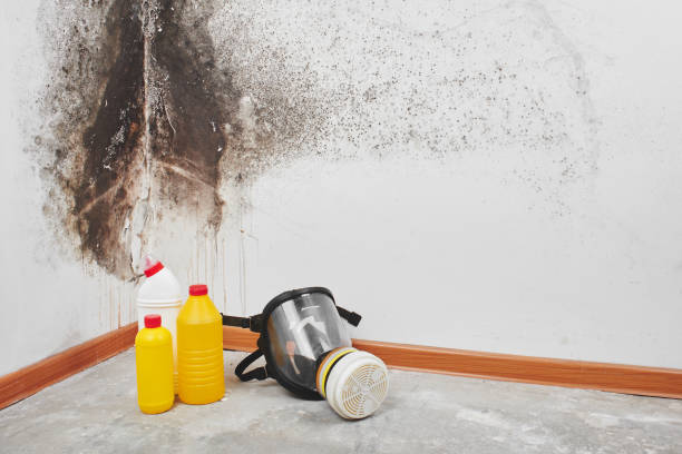 Best Same-Day Mold Removal  in South San Francisco, CA
