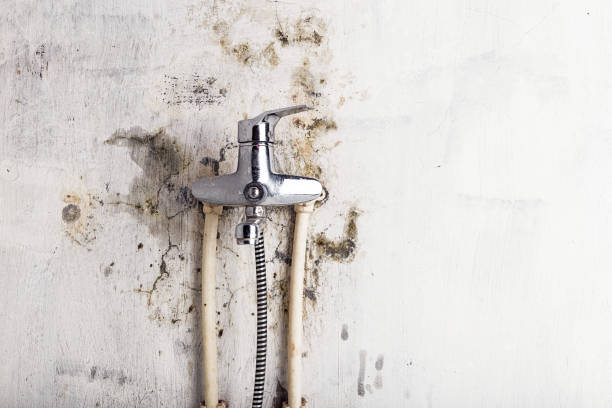 Best Toxic Mold Removal  in South San Francisco, CA