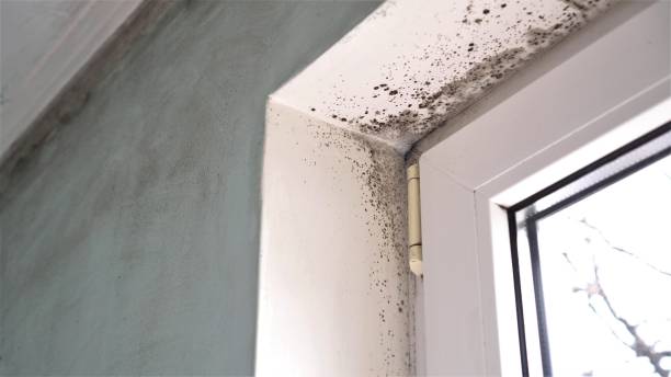 Crawl Space Mold Removal in South San Francisco, CA