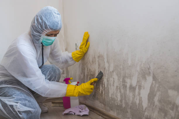 Best Residential Mold Removal  in South San Francisco, CA