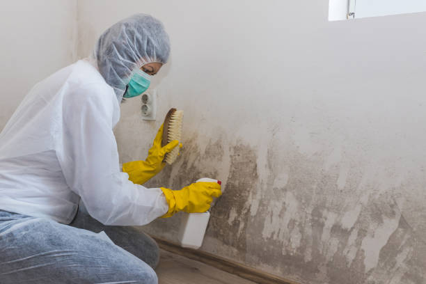 Best Water Damage Restoration  in South San Francisco, CA