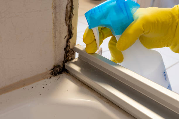 Best Fast Mold Removal  in South San Francisco, CA