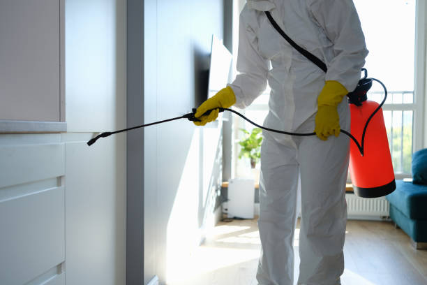 Best Local Mold Removal Service  in South San Francisco, CA