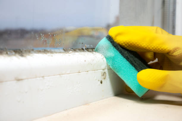 Best Black Mold Removal  in South San Francisco, CA