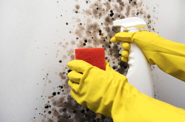 Professional Mold Removal in South San Francisco, CA