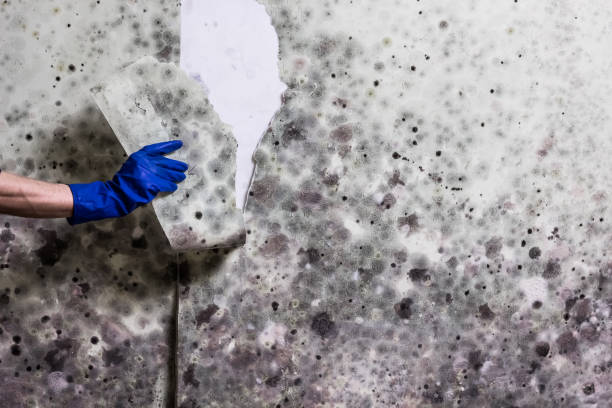 Attic Mold Removal in South San Francisco, CA