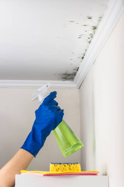 Best Mold Testing  in South San Francisco, CA