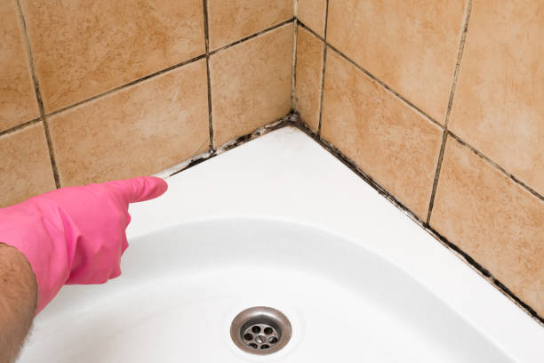 Best Best Mold Removal Companies  in South San Francisco, CA